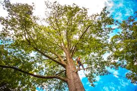 Best Weed Control  in Accokeek, MD